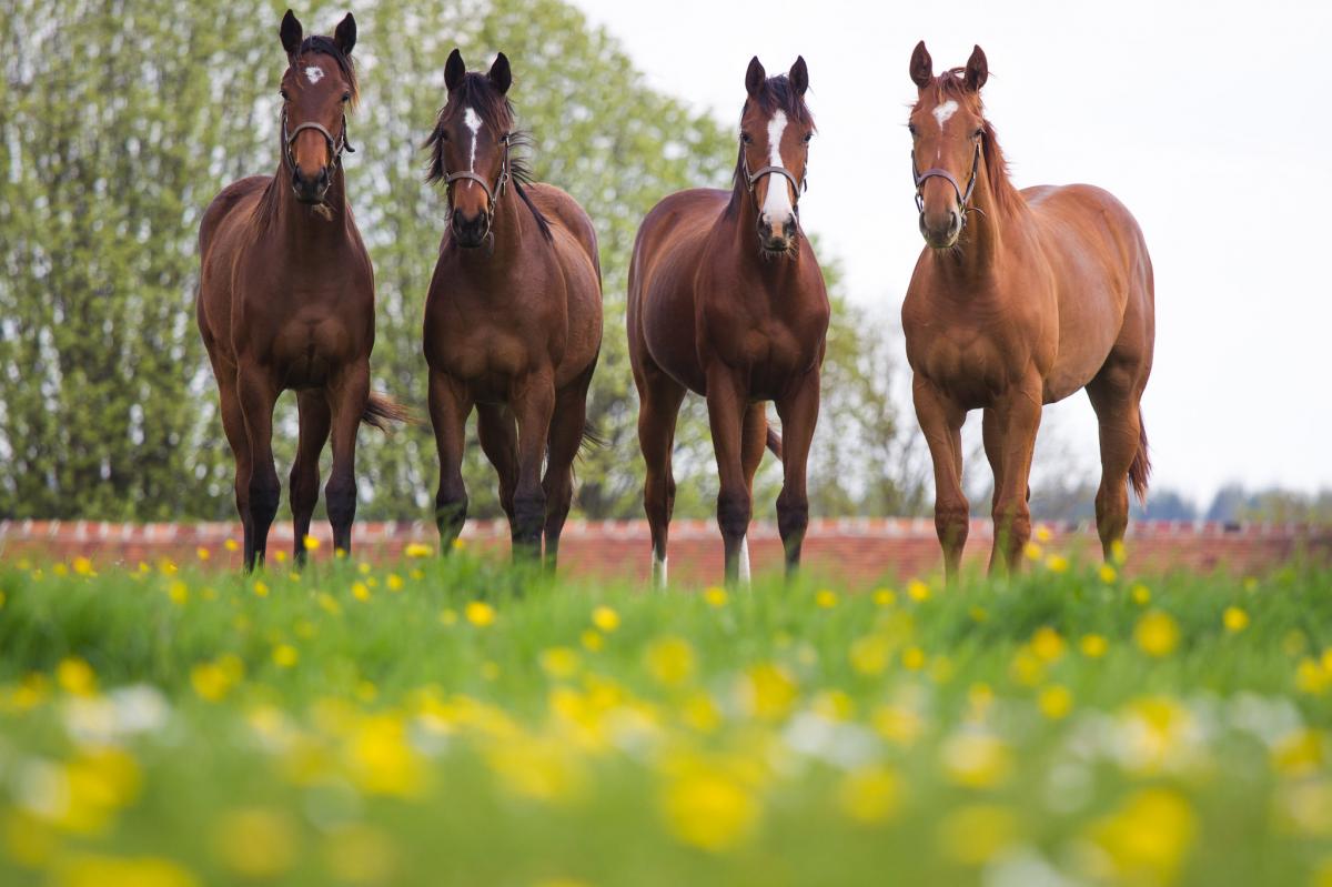 (c) FEI Federation Equestre Internationale